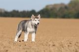 ALASKAN MALAMUTE 198